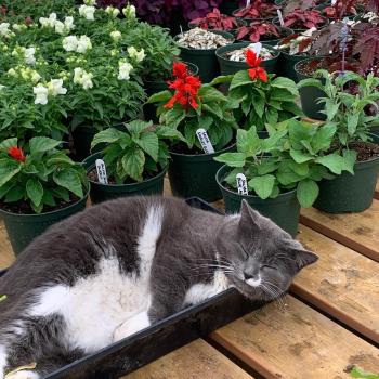 Image for Bloomfield Garden Centre with ID of: 6056808