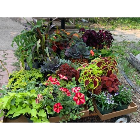 Image for Bloomfield Garden Centre with ID of: 6056811