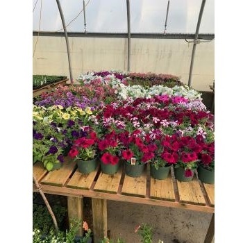 Image for Bloomfield Garden Centre with ID of: 6056812