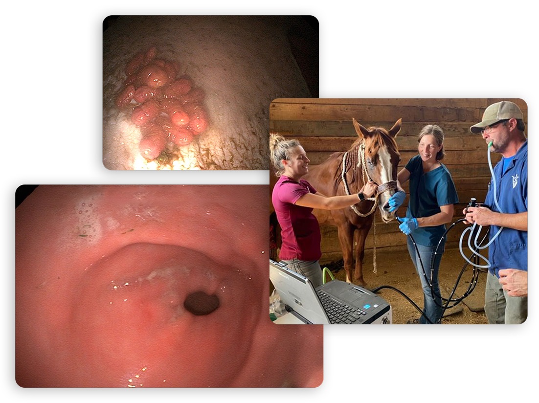 Image for Church's Mobile Veterinary Service with ID of: 6066536
