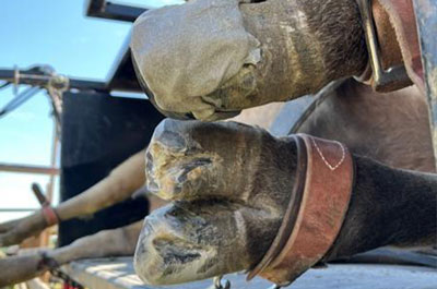 Image for Church's Mobile Veterinary Service with ID of: 6066538