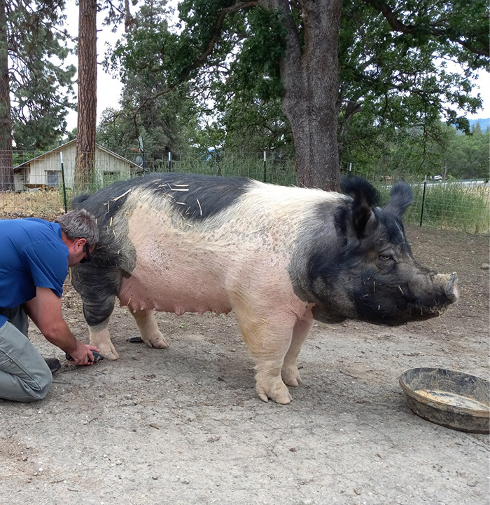 Image for Church's Mobile Veterinary Service with ID of: 6066539
