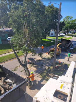 Image for Acorn Tree Service with ID of: 6068022