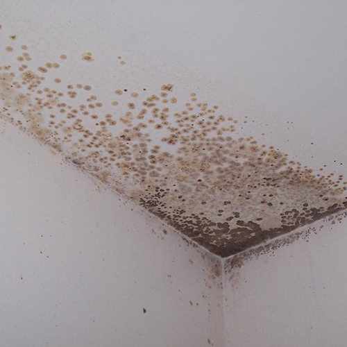 Image for Water Mold & Fire Memphis with ID of: 665062