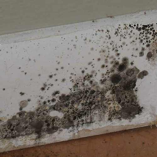 Image for Water Mold Fire Restoration of Phoenix with ID of: 665745