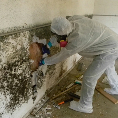 Image for Water Mold & Fire Orlando with ID of: 665936
