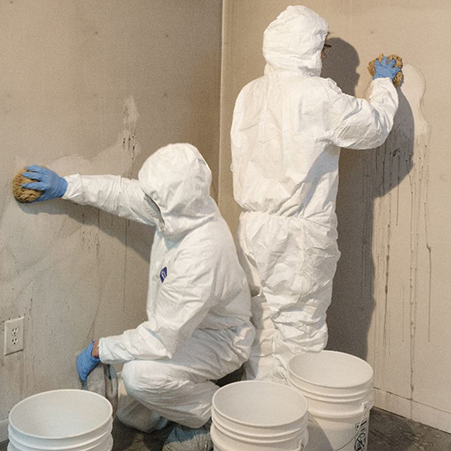 Image for Water Mold & Fire Nashville with ID of: 665992