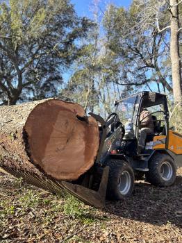 Image for Jack's Tree Service with ID of: 6081923