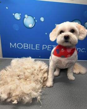 Image for Mobile Pet Spa Inc. with ID of: 6082921