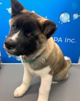 Image for Mobile Pet Spa Inc. with ID of: 6082922