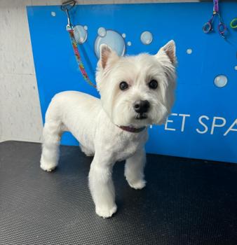 Image for Mobile Pet Spa Inc. with ID of: 6082923