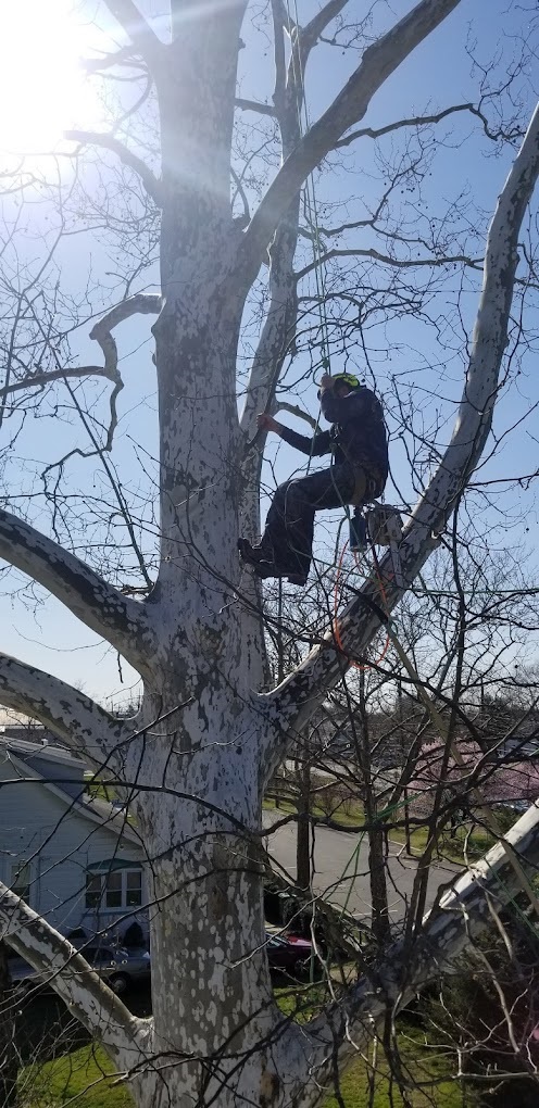 Image for Taylor Expert Arborists with ID of: 6083333