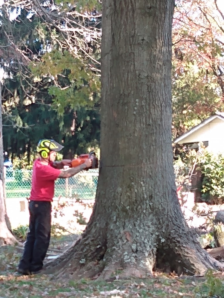 Image for Taylor Expert Arborists with ID of: 6083334