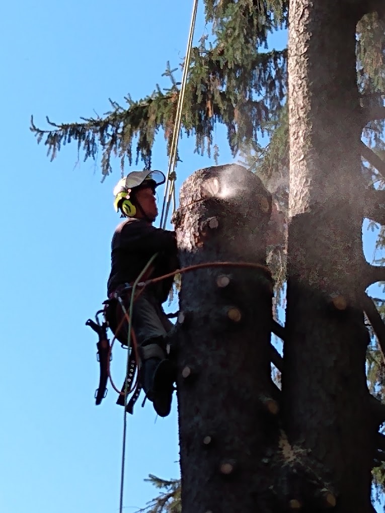 Image for Taylor Expert Arborists with ID of: 6083335