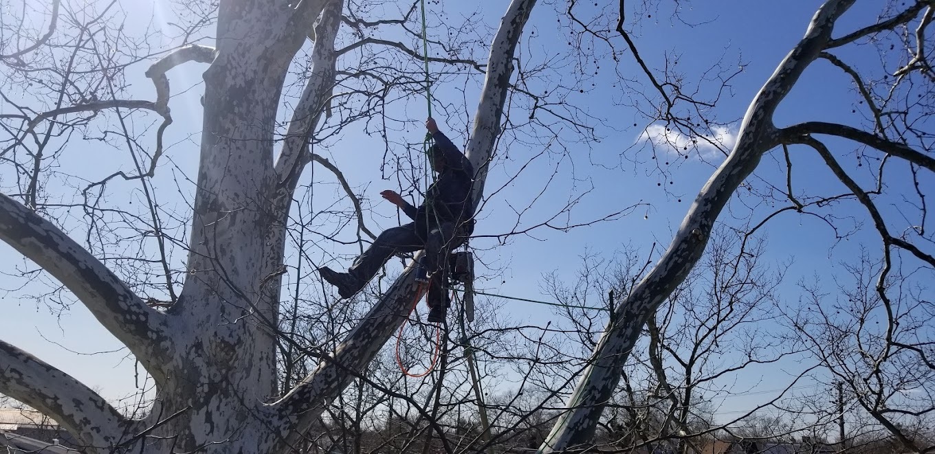 Image for Taylor Expert Arborists with ID of: 6083336