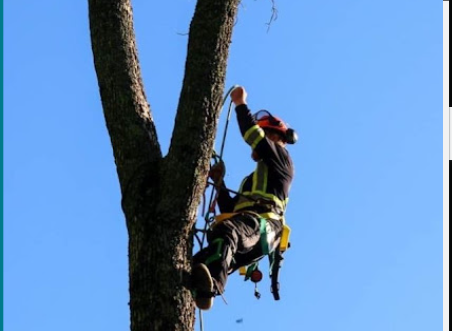 Image for Ironwood Tree Service with ID of: 6660658