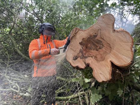 Image for Kneebone Trees Ltd with ID of: 6085914