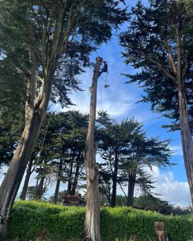 Image for Kneebone Trees Ltd with ID of: 6085915