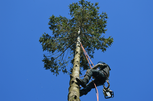 Image for Kneebone Trees Ltd with ID of: 6085916