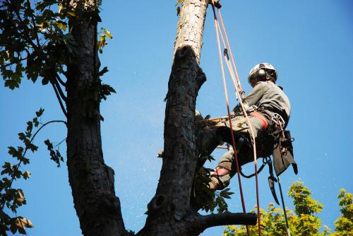 Image for Picayune Trees with ID of: 6089365
