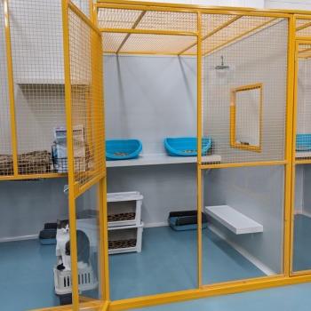 Image for Meowhaus Cattery with ID of: 6090009