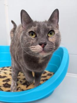 Image for Meowhaus Cattery with ID of: 6090011