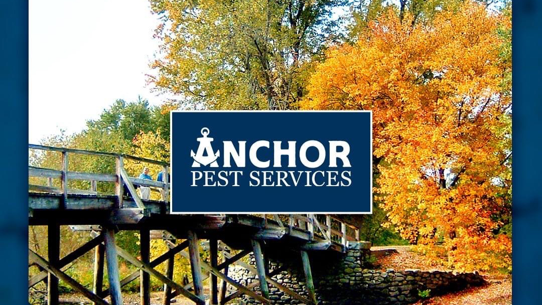 Image for Anchor Pest Services with ID of: 6091509