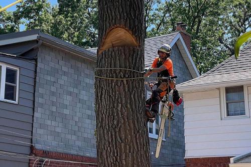 Image for Vista Tree Management with ID of: 6092125