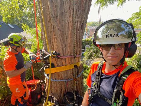 Image for Vista Tree Management with ID of: 6092138