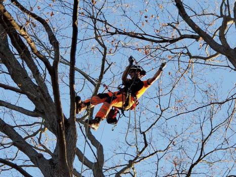 Image for Vista Tree Management with ID of: 6092139