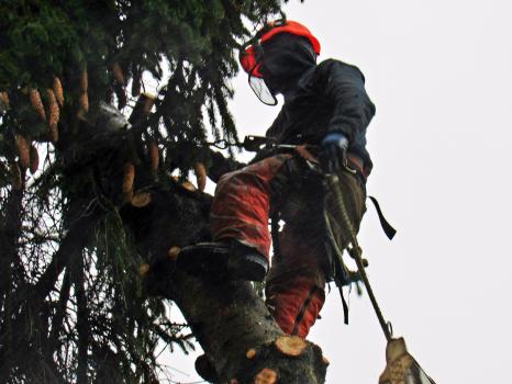 Image for Aesthetic Tree & Hedge Services with ID of: 6099607