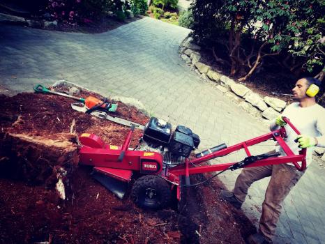 Image for Aesthetic Tree & Hedge Services with ID of: 6099608