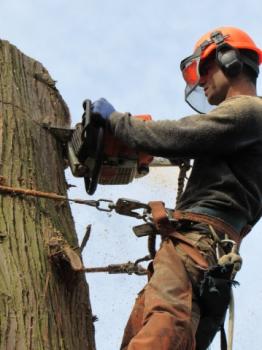 Image for Aesthetic Tree & Hedge Services with ID of: 6099609