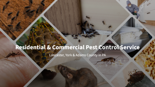 Image for Total Exterminating Services with ID of: 6101910