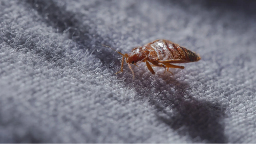 Image for Total Exterminating Services with ID of: 6101912
