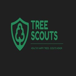 Image for Tree Scouts Tree Service Austin with ID of: 6681441