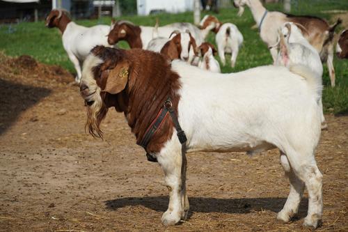 Image for Ellinger Boer Goats with ID of: 6120346
