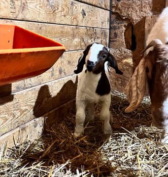 Image for Ellinger Boer Goats with ID of: 6120347