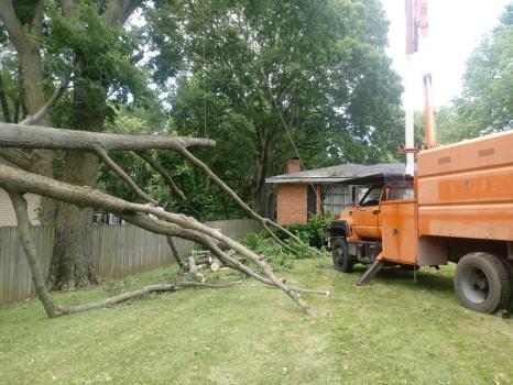 Image for American Tree Service Unlimited with ID of: 6123389