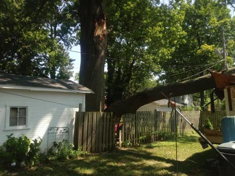 Image for American Tree Service Unlimited with ID of: 6123390