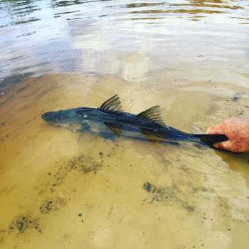 Image for Sweet Relief Fishing Charters with ID of: 6130997