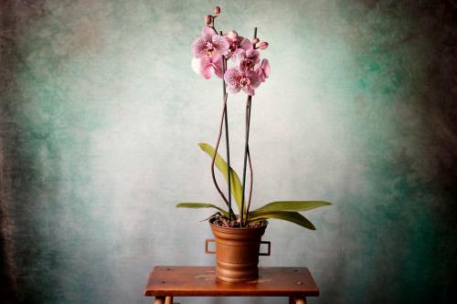 Image for Fleuriste Les Coteaux inc. with ID of: 6156817