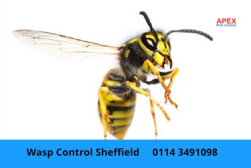 Image for Apex Pest Control Ltd with ID of: 6160151