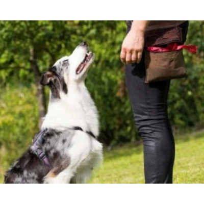 Image for Century Dog Training with ID of: 6162354