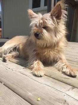 Image for York Professional Pet Sitting & Dog Walking with ID of: 6170196