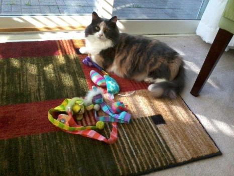 Image for York Professional Pet Sitting & Dog Walking with ID of: 6170198