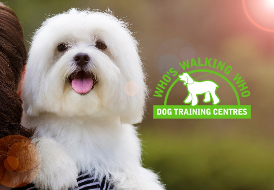 Image for Who's Walking Who Dog Training with ID of: 6176446
