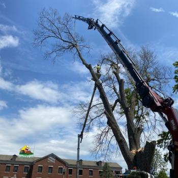 Image for Stump Eater Tree Service with ID of: 6176561