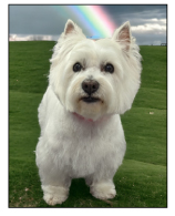Image for Pawsitively Devine with ID of: 6180764