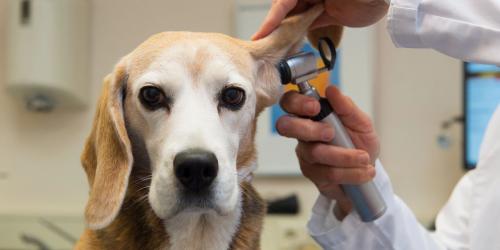 Image for Pacific Palisades Veterinary Center with ID of: 6182065